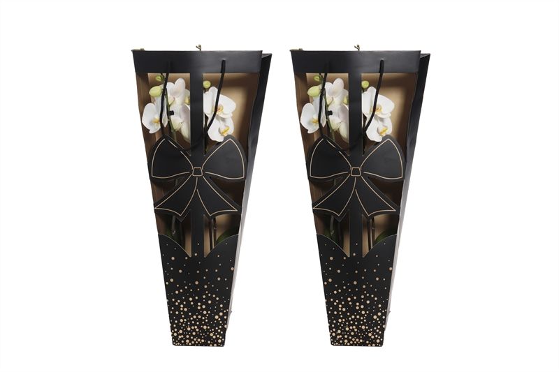 Showtas bow Phal white 2T14+, D 12