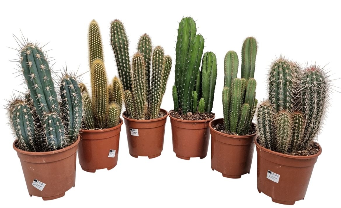 Cereus Mixdoos, D 17 cm Cereus Mixdoos, D 17 cm