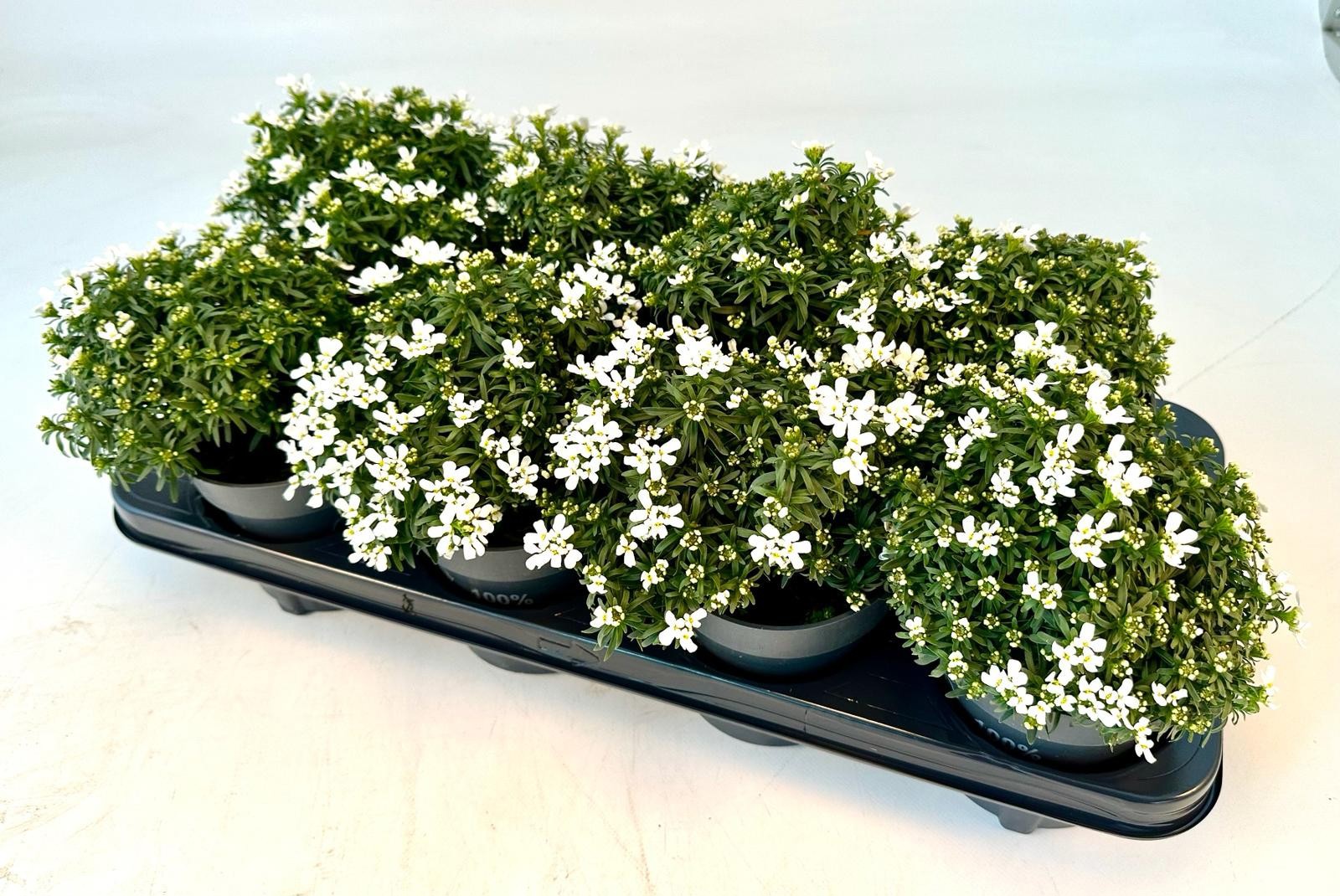 Iberis sempervirens T12, D 12