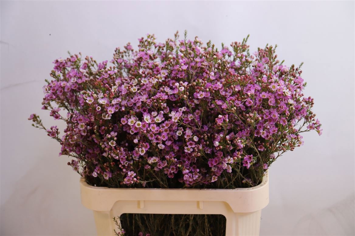 Шамелациум Пэйнтед Леди 80, шт.