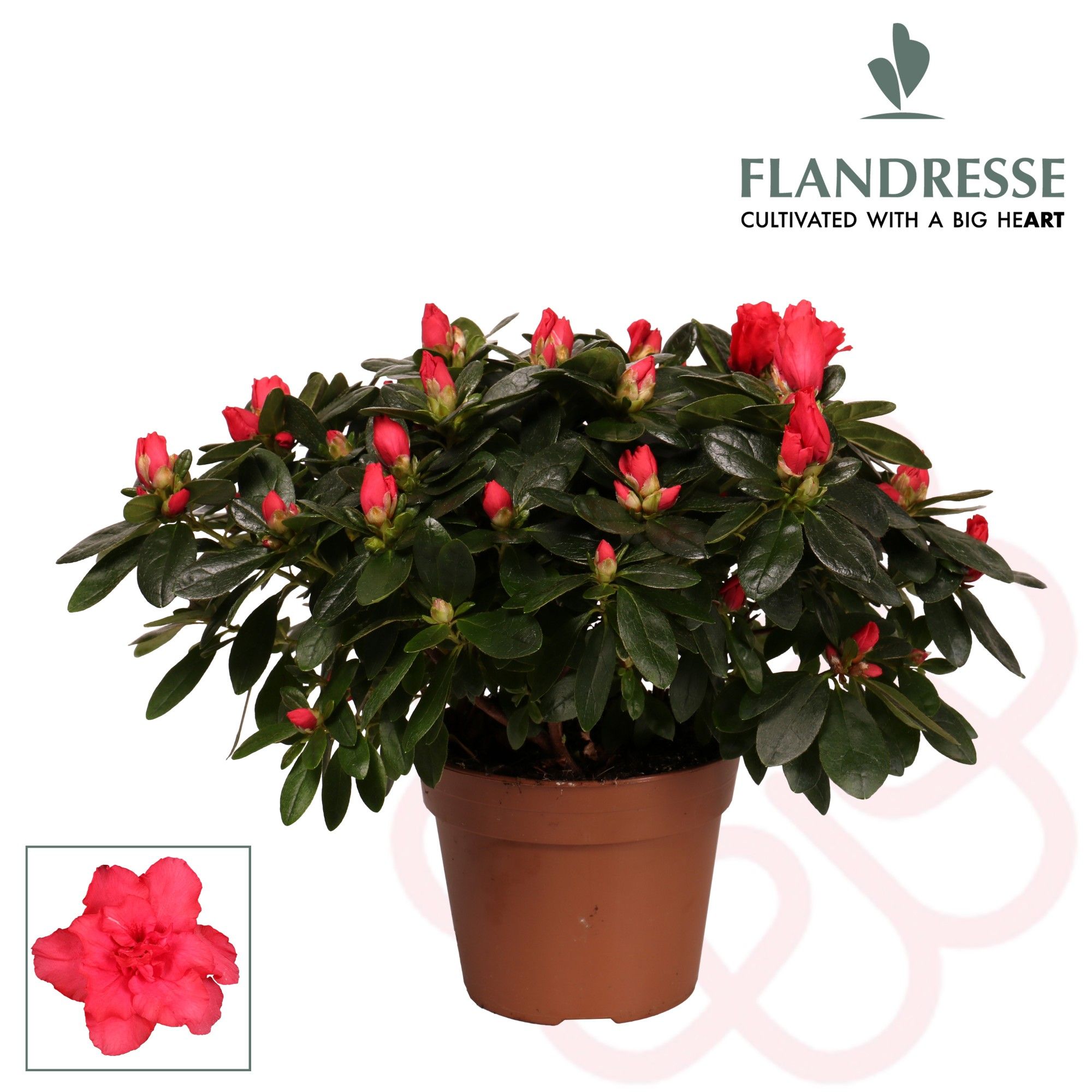 Azalea Flandresse® 'rood' 30 - 32 cm, D 14