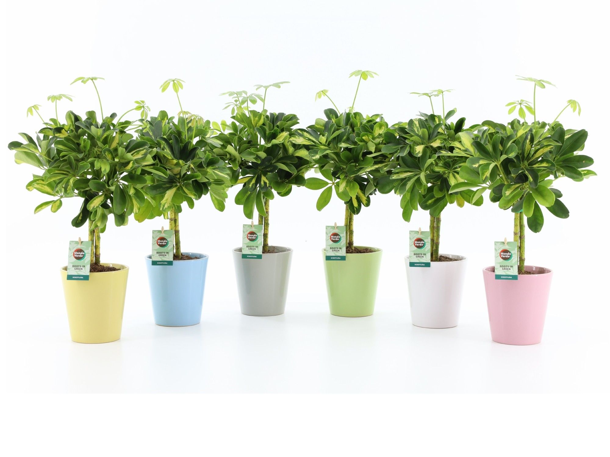 Schefflera Gold Capella in Pastel keramiek, D 13