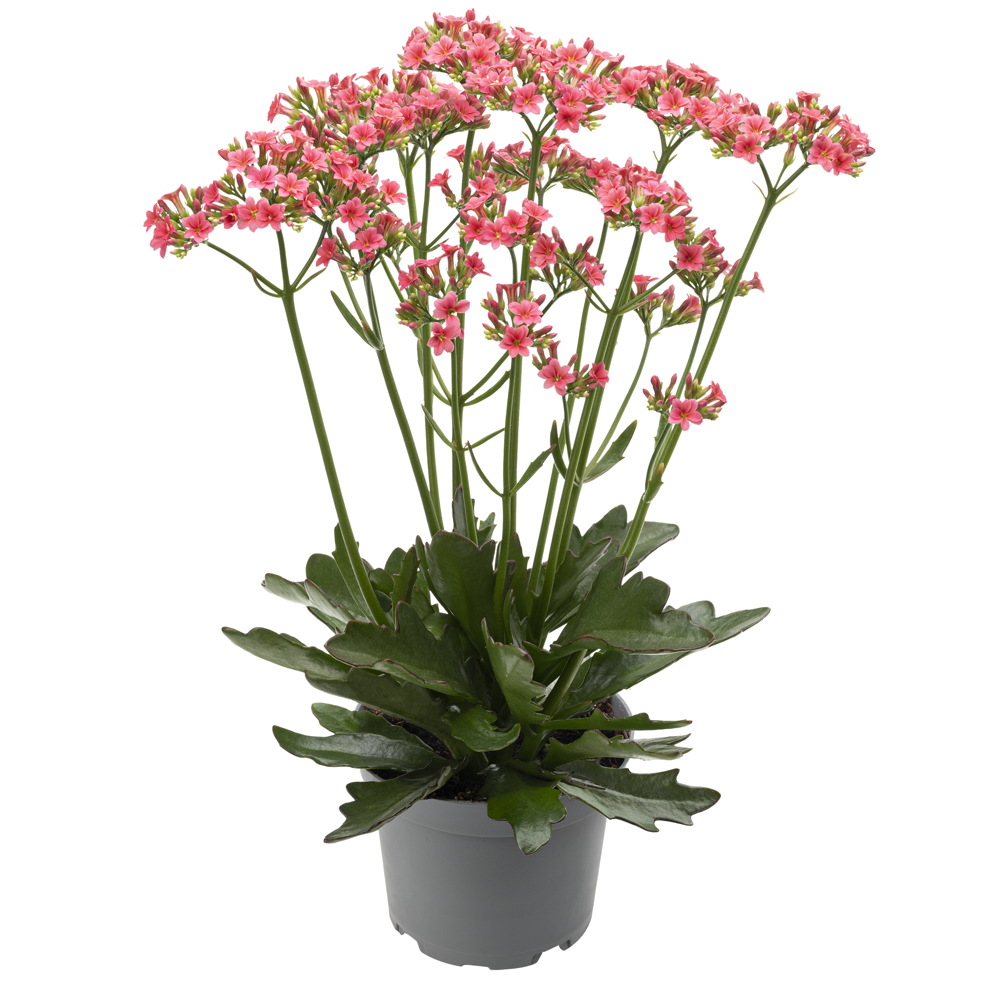 KALAN.LAC.ARTS.HYB. 'LADYLIKE PINK', D 11