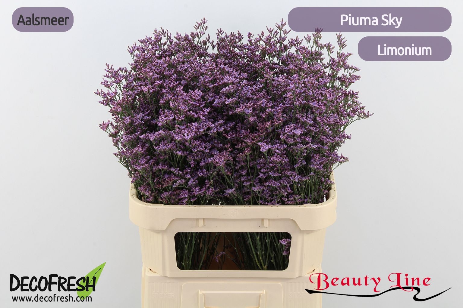 Лимониум Пиума Скай 80, шт.