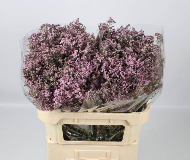 Лимониум Сафора Оши Пинк 70 (светло-роз.), шт.