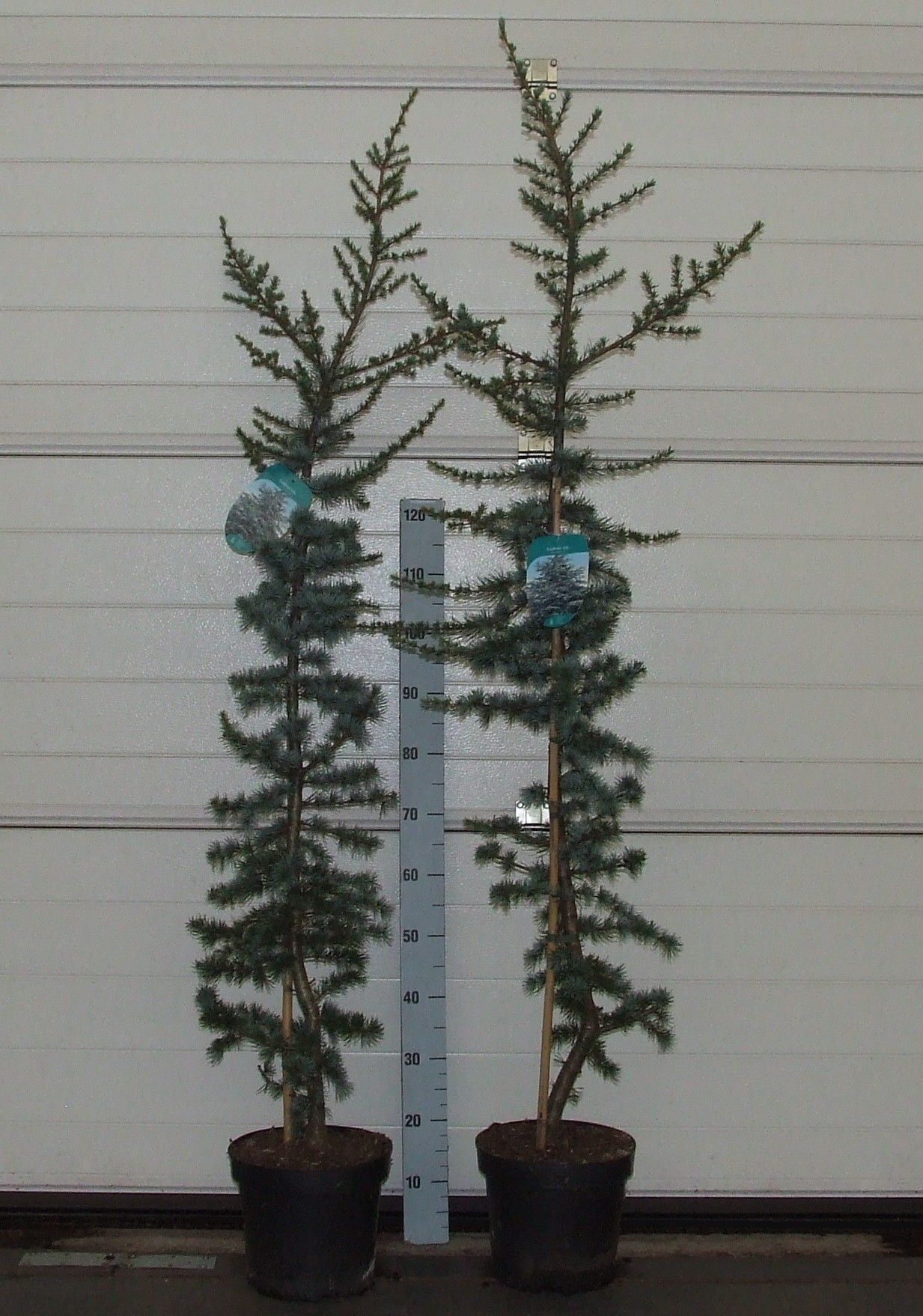 Cedrus libani 'Glauca' 140-160 P26 Full CC, D 26