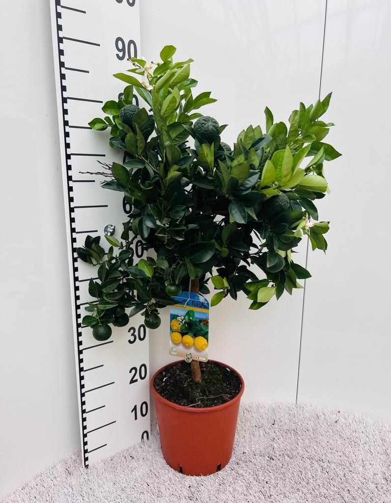 Citrus limetta Pursha-Lime on stem, D 21 cm Citrus limetta Pursha-Lime on stem, D 21 cm