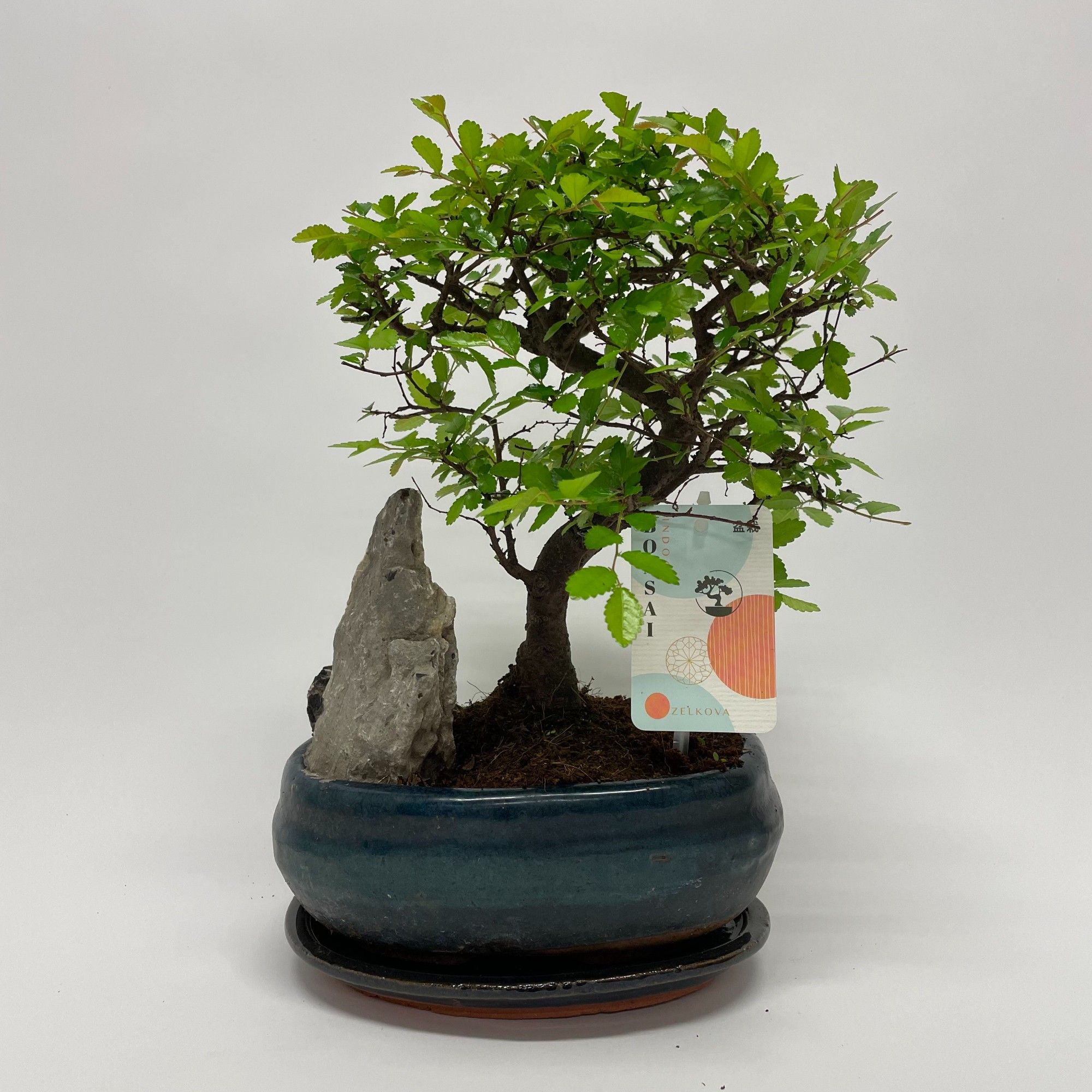 Zelkova S-shape Bonsai 'Landscape' 20 cm + Schotel, D 20