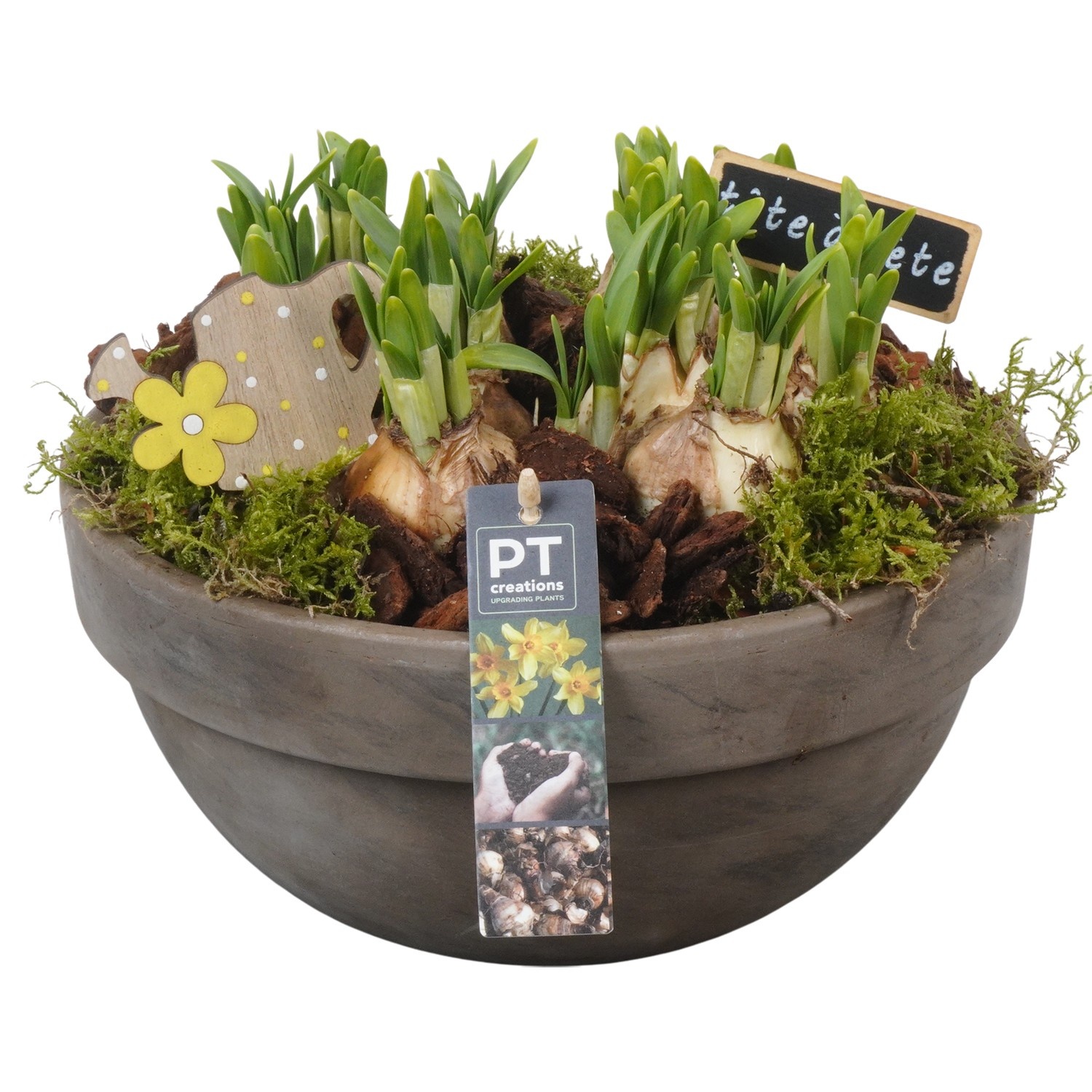 PTN8673 Arrangement Narcissus in terracotta schaal, D 26