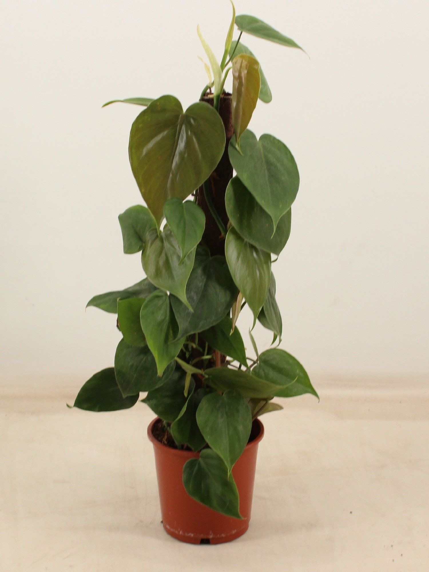 PHILODENDRON SCANDENS kratiste klimstok 50CM, D 14