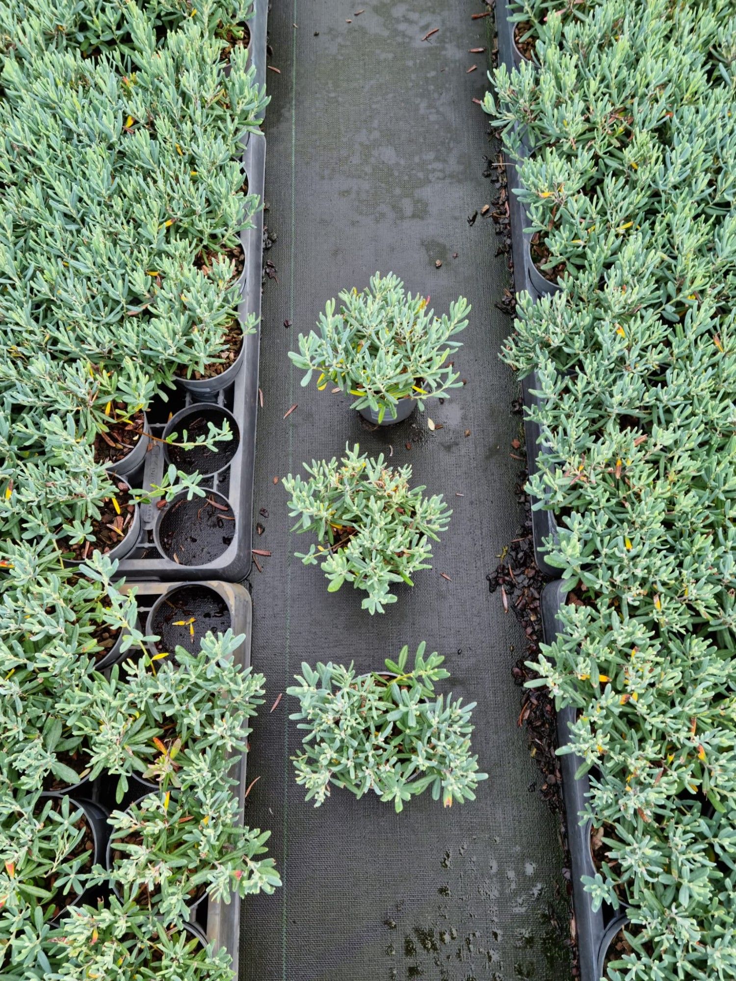 Andromeda polifolia p9,5, D 9