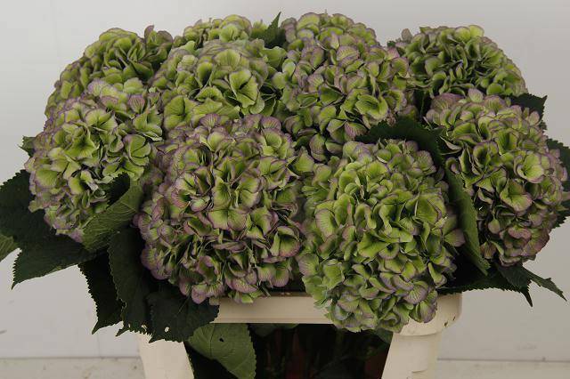 Гортензия Вайт Верена Классик 80, шт.