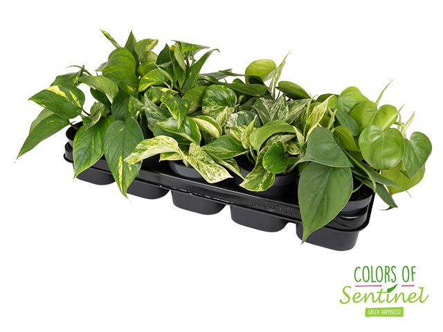 Epipremnum Pinnatum Gemengd, D 12