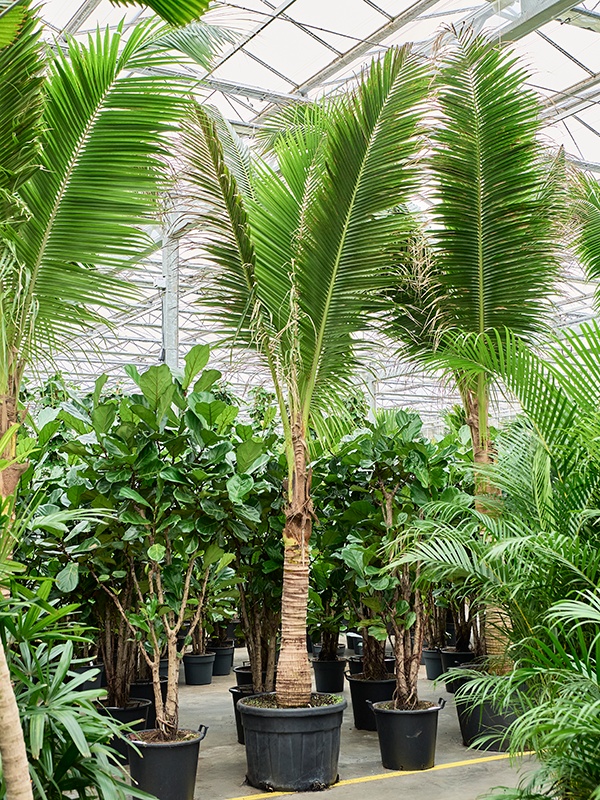 Cocos nucifera, D 85