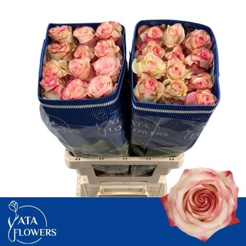 Роза од. Палома 60, шт.