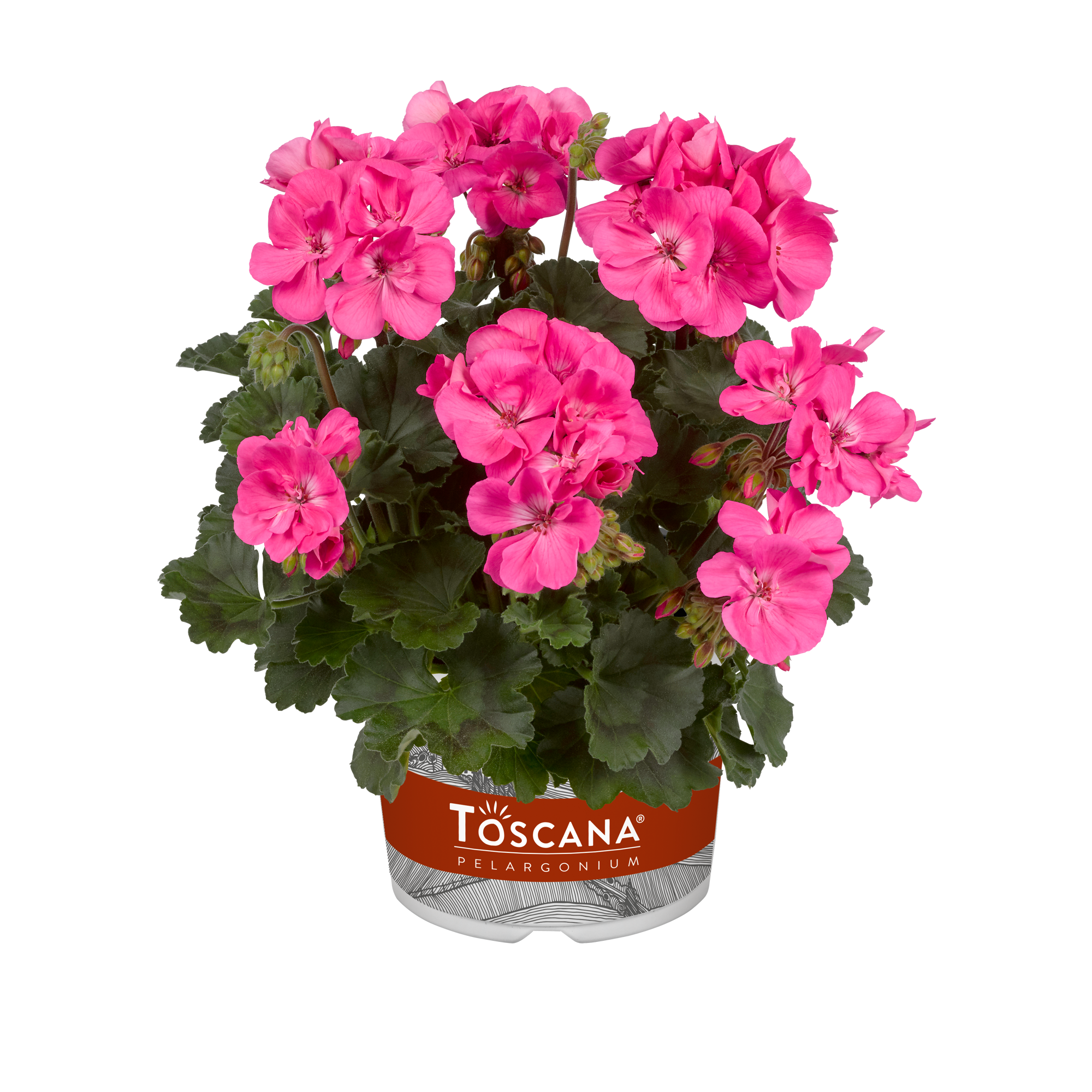 Pelargonium zonale Castello Benja Pink 10,5 zwart, D 10,5