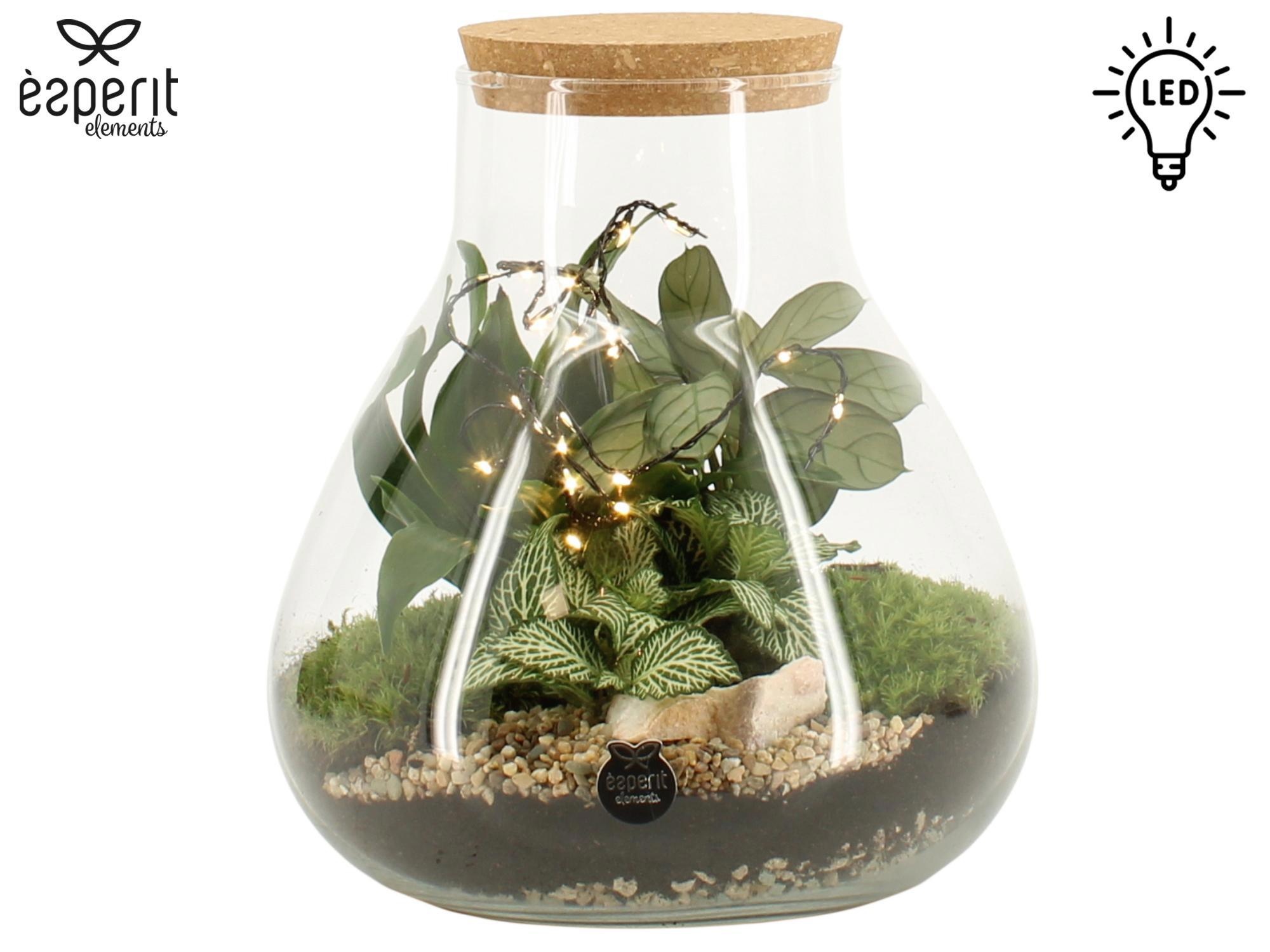 90909: Terrarium arrangement, D 22