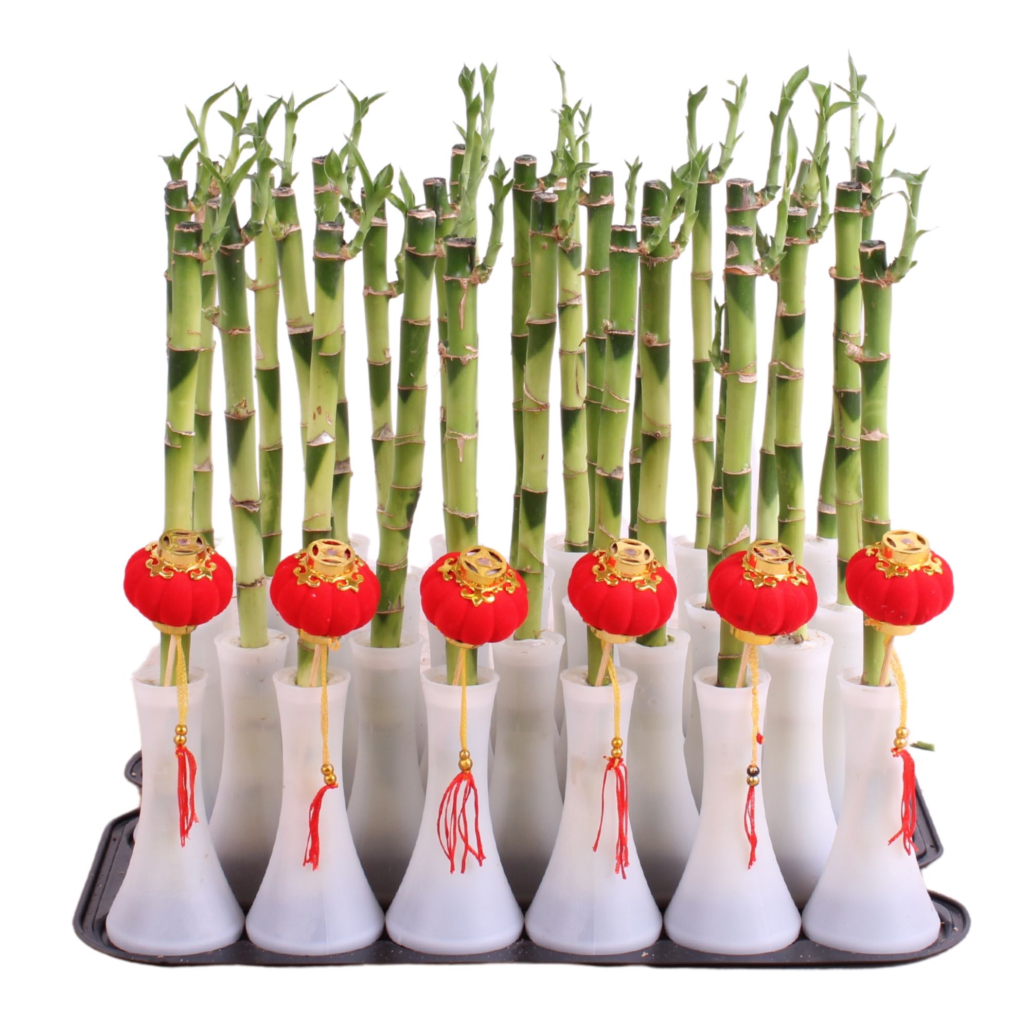 Lucky Bamboo Stem Recht 30cm in Tube Vase White, D 6