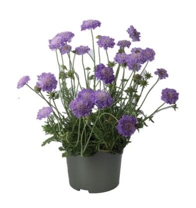 Scabiosa Columbaria, D 17