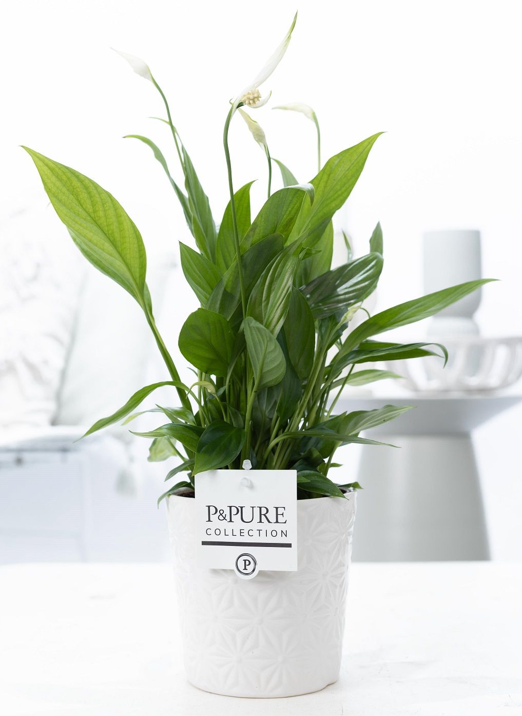 Spathiphyllum Korto in P&PURE Juliette ceramics white, D 12