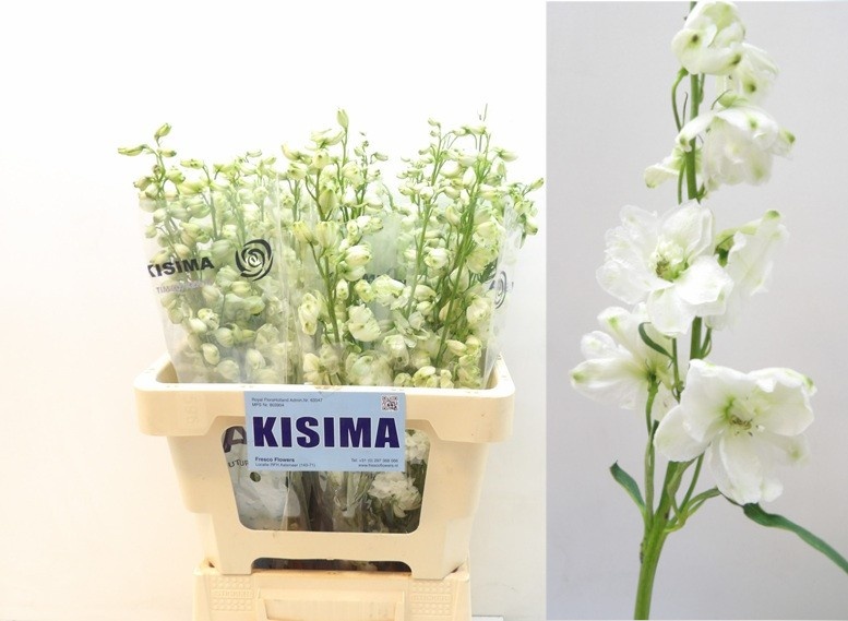 Дельфиниум дв. Гардиан Вайт 60, шт.