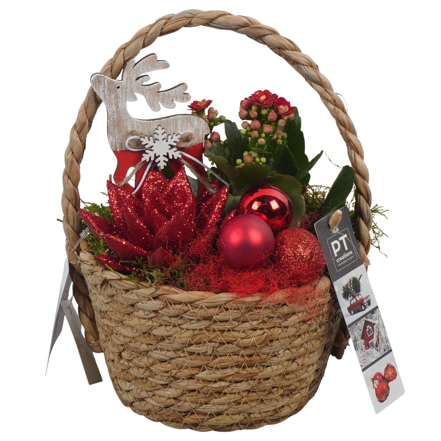 PTCHR7371 Arrangement Christmas Red in rieten mand, D 15 cm