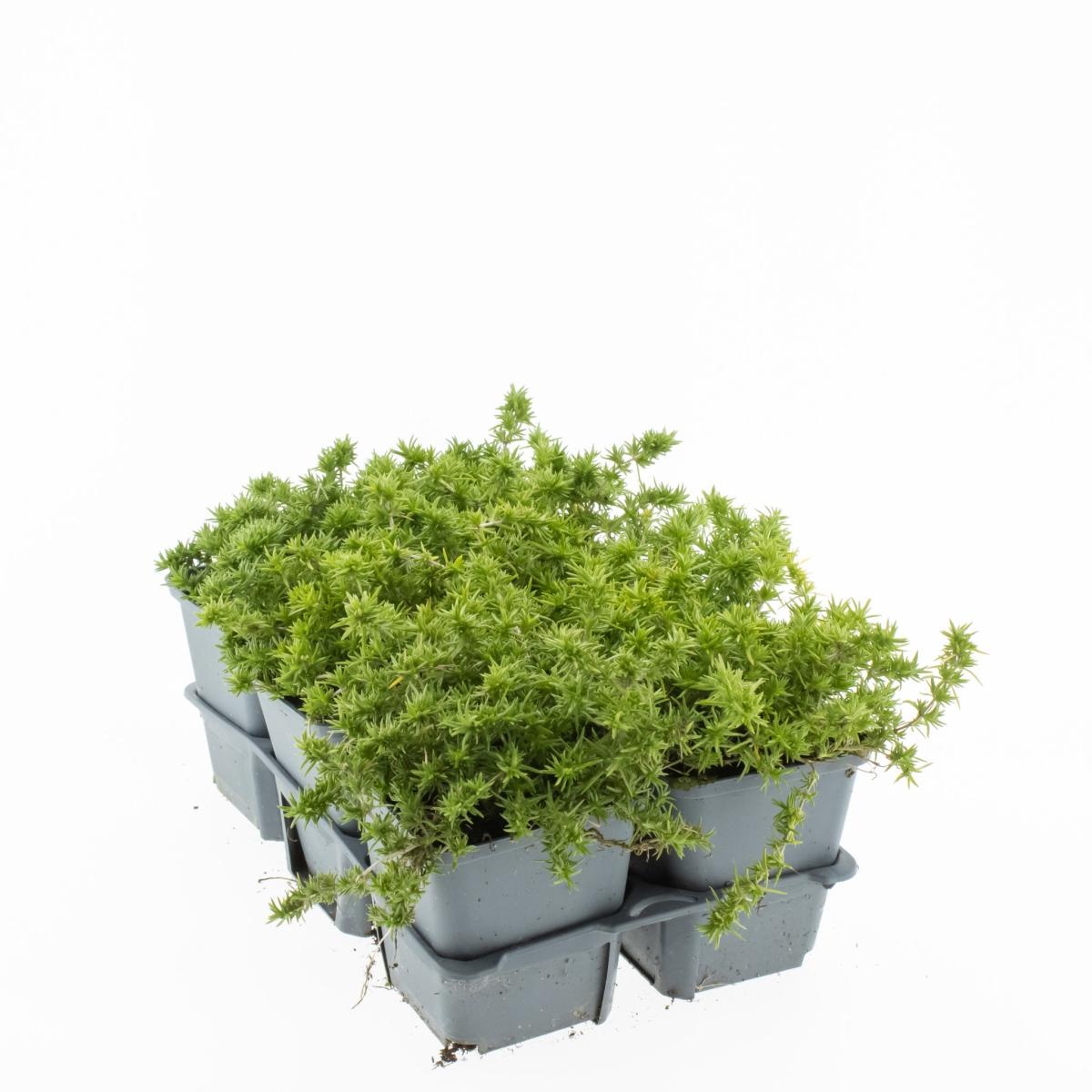 Phlox (S) Candy Stripes, D 9 cm