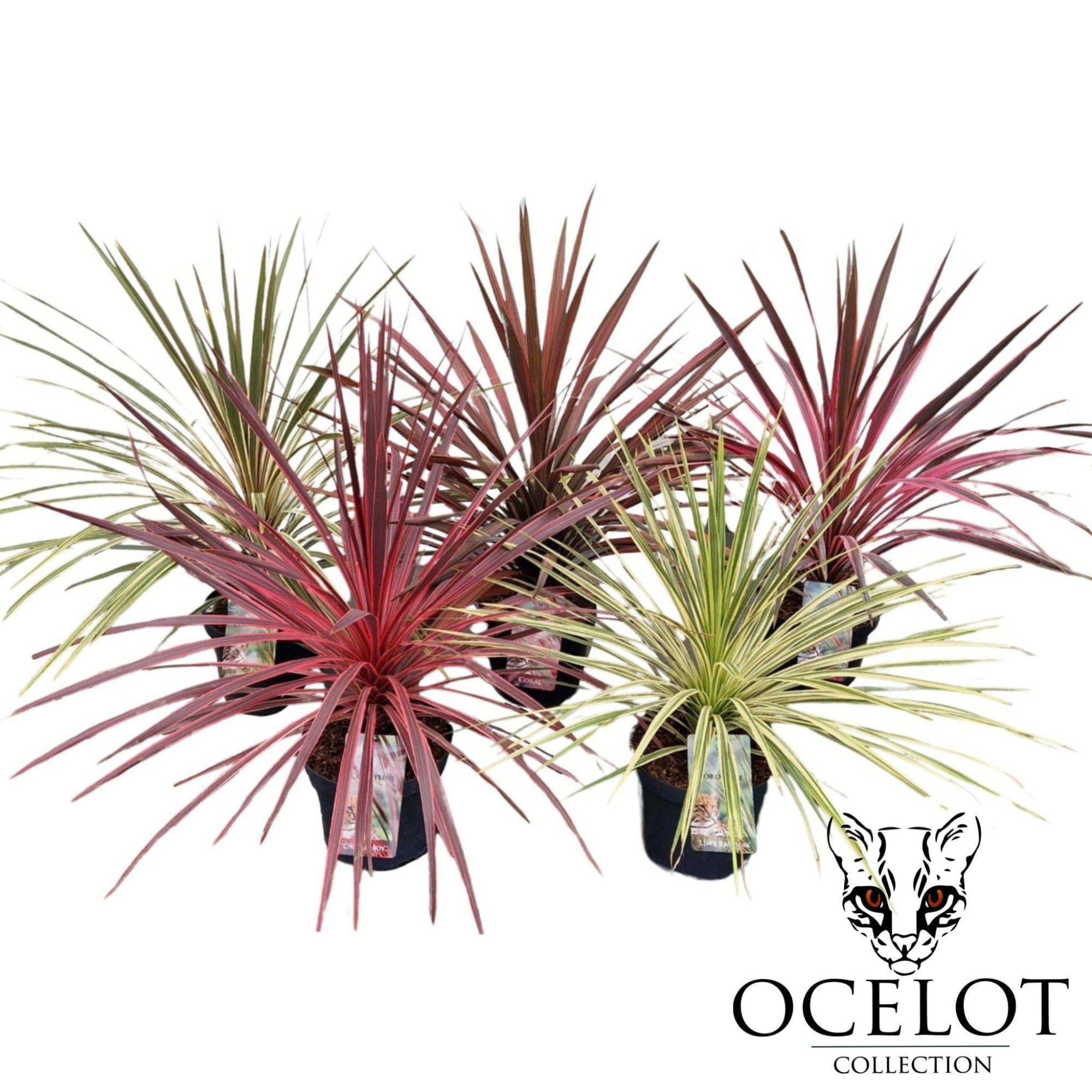 Cordyline aus. 'Exclusive Mix', D 26