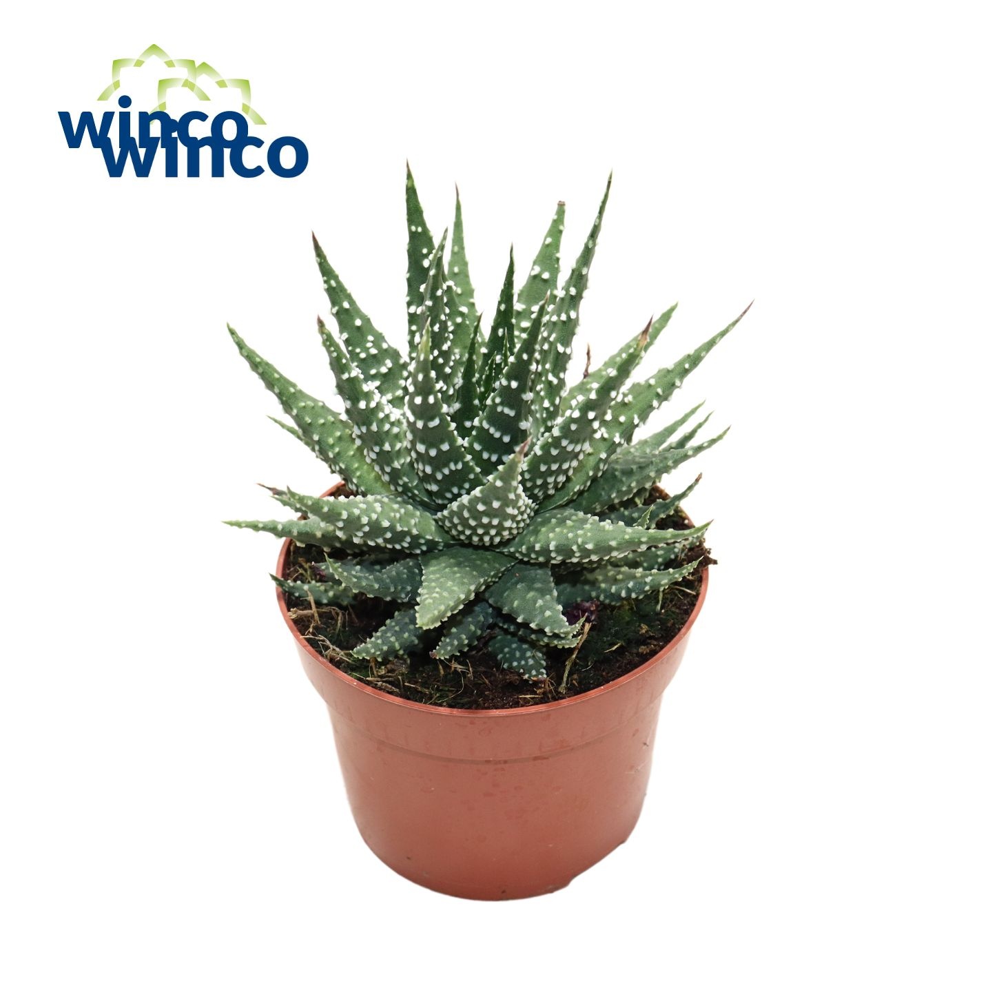 Haworthia Margaritifera, D 12 cm