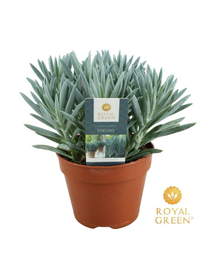 Curio Stelvio 15 cm, D 15