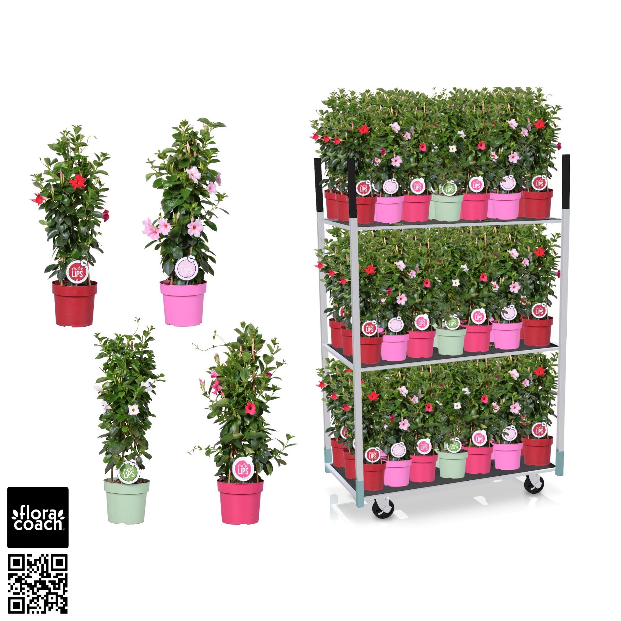 MoreLIPS® Mengdeen: Dipladenia Sundaville Piramide, D 19