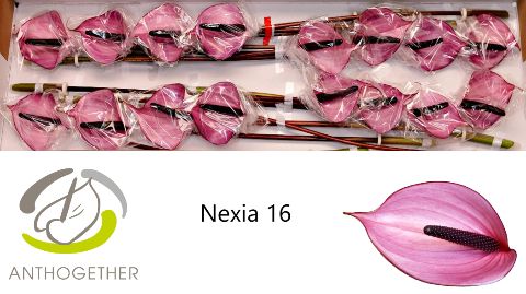 Антуриум Нексия x16, шт. Антуриум Нексия x16, шт.