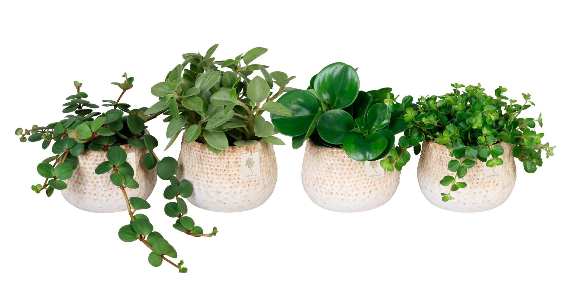 L 67287 with Peperomia Mix 12 cm, D 12 cm