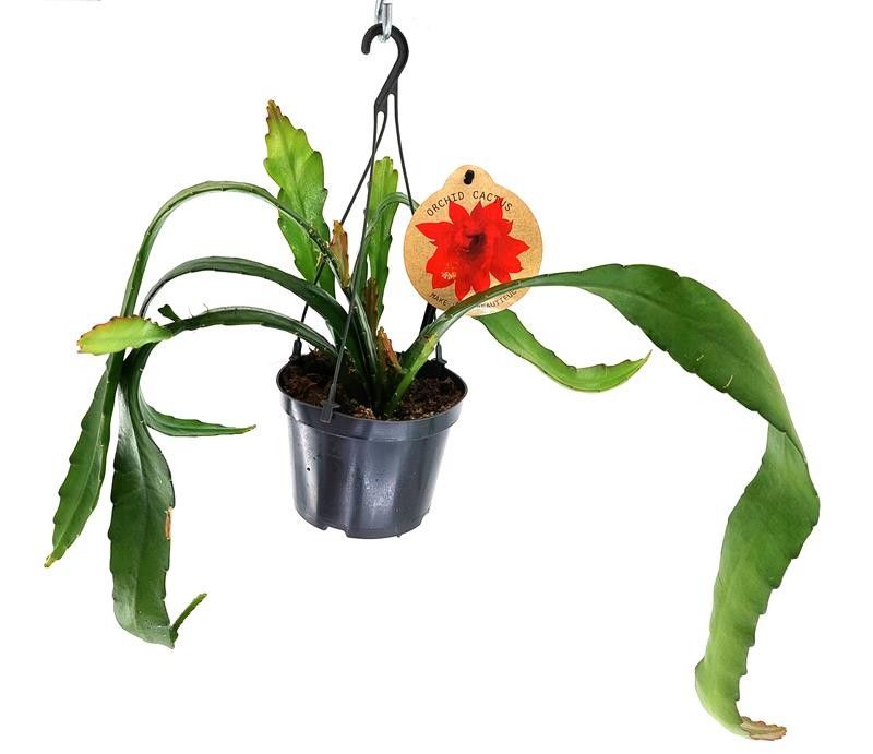 EPIPHYLLUM-HYBRIDER Orchid Cactus, D 12