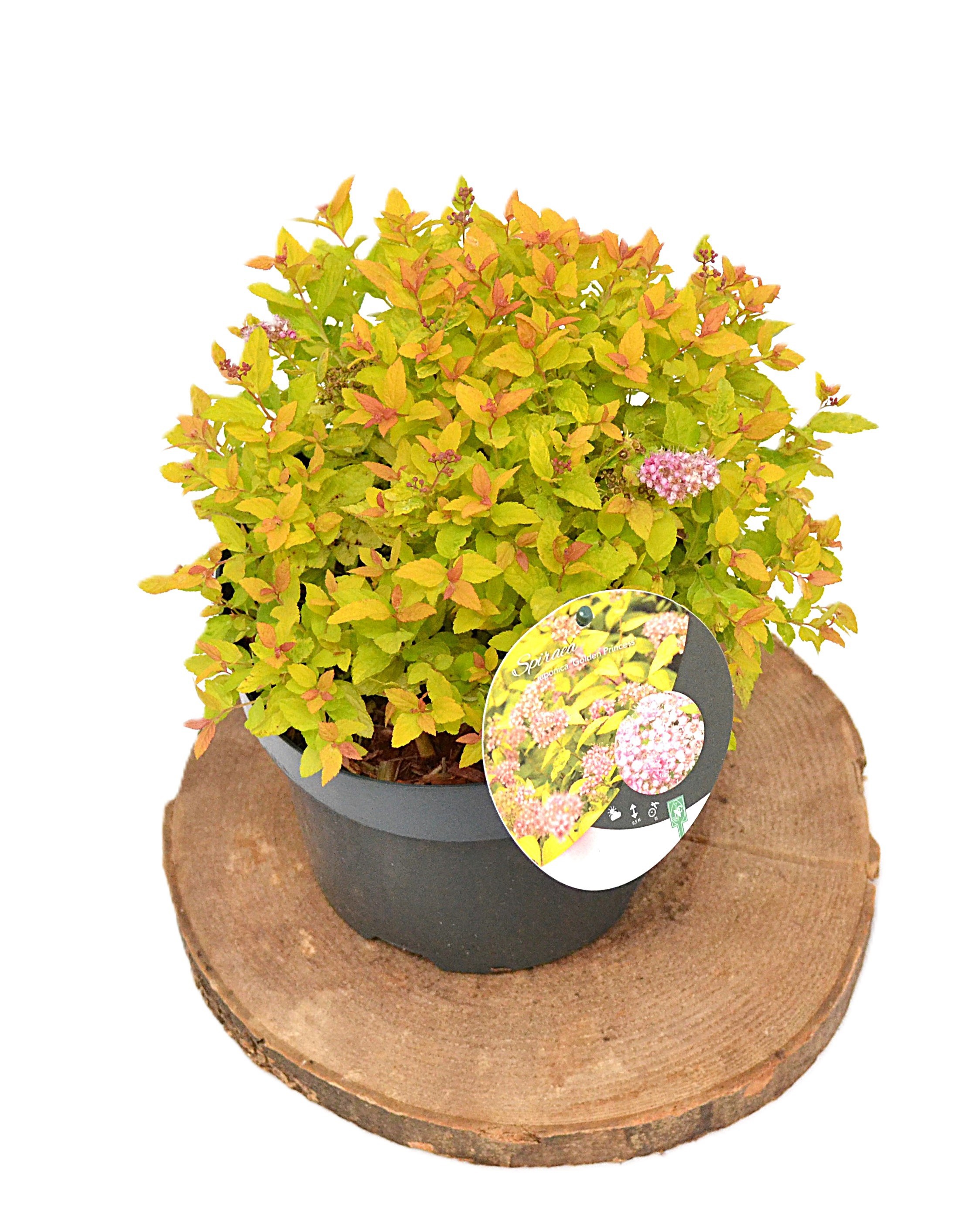 Spiraea japonica Golden Princess C3, D 19