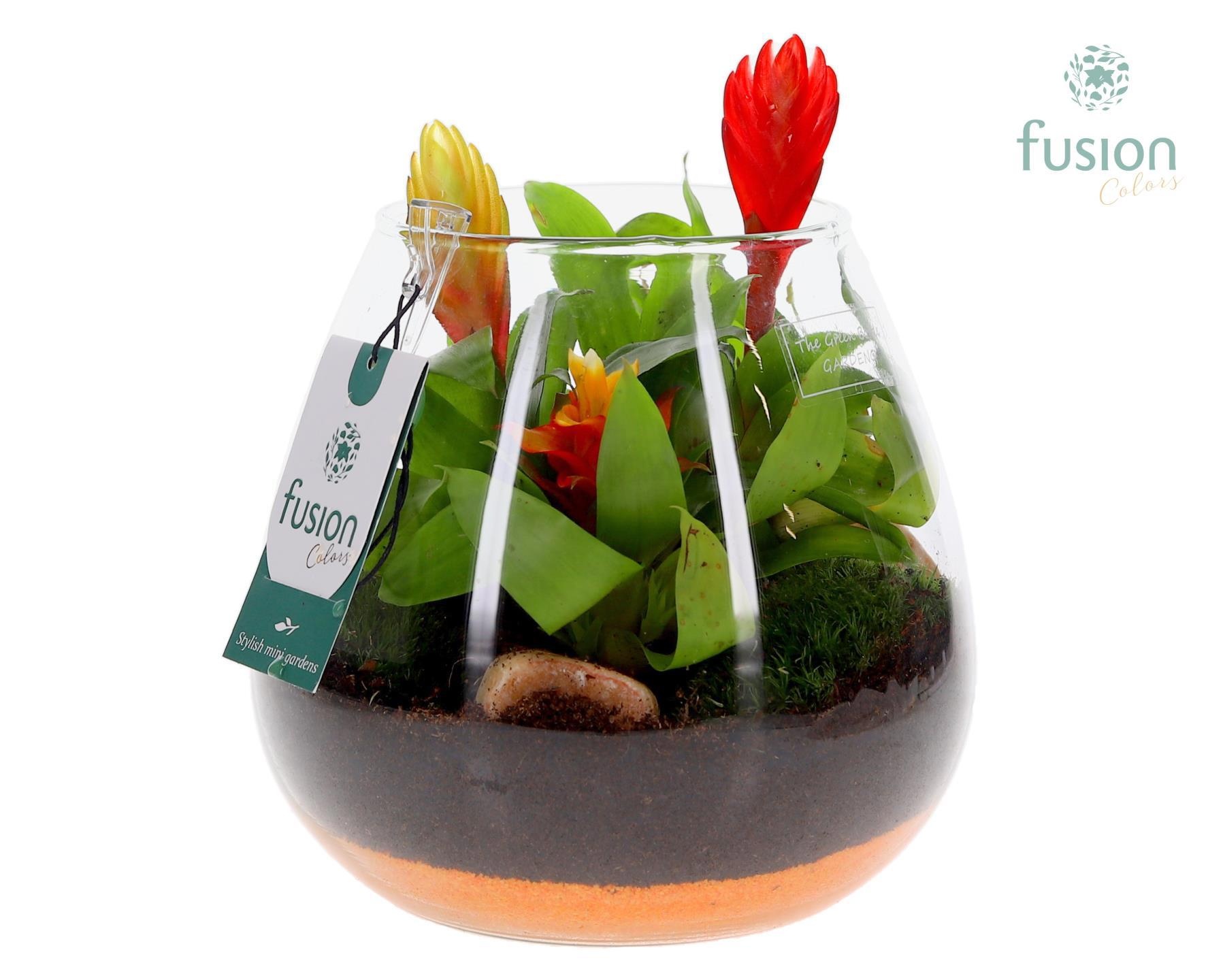 Green Bottle Abby Medium met Bromelia, D 19 cm Green Bottle Abby Medium met Bromelia, D 19 cm