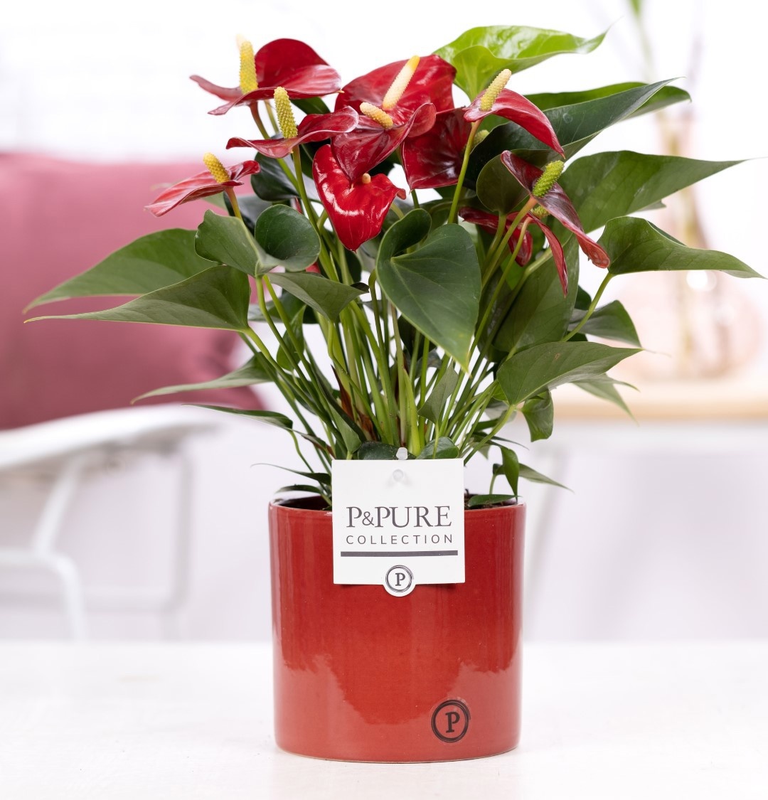 Anthurium red (Micra) in P&PURE Essential cer. warm red, D 12
