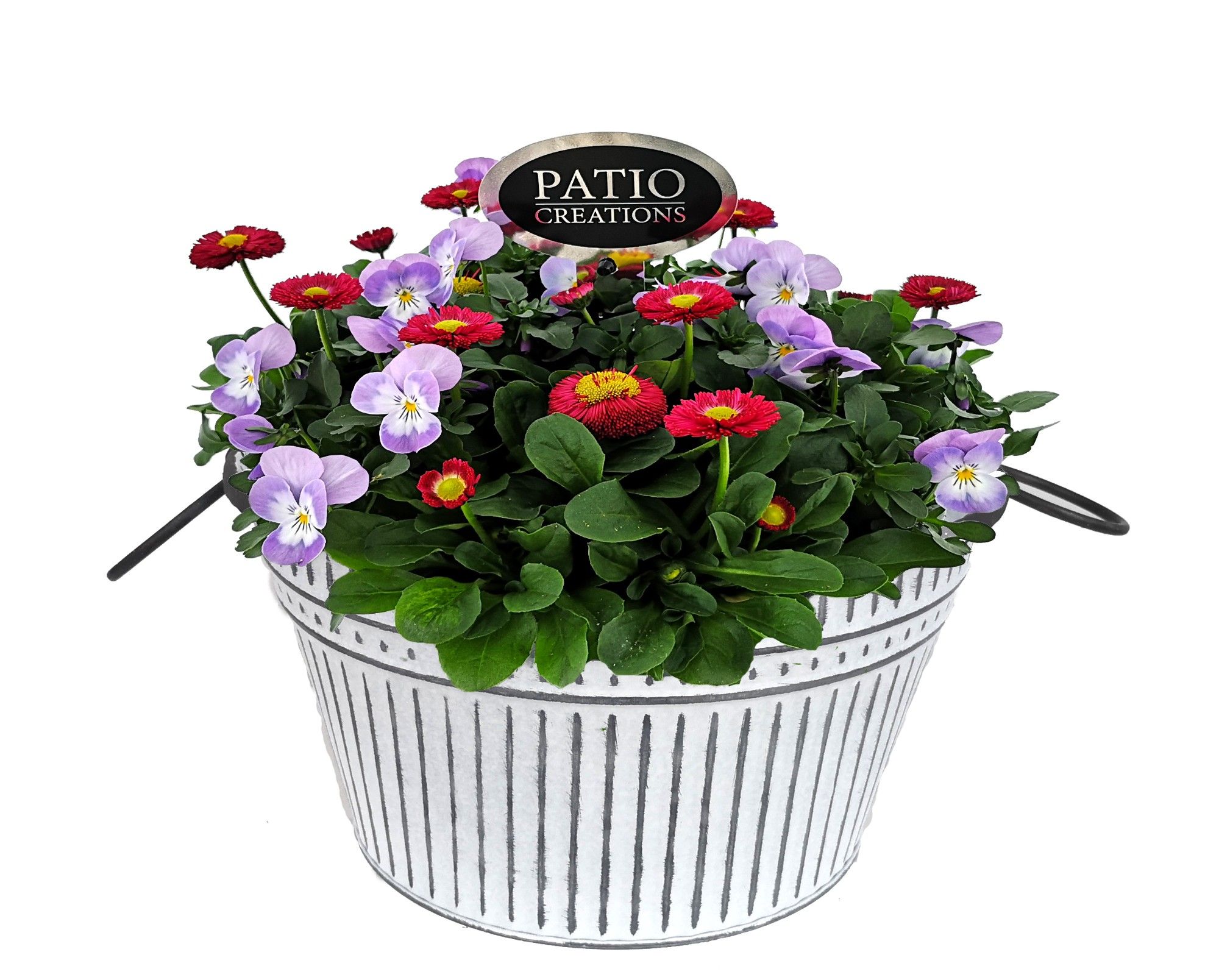 VB732-9323 Viola/Bellis metalen trendschaal L, D 24