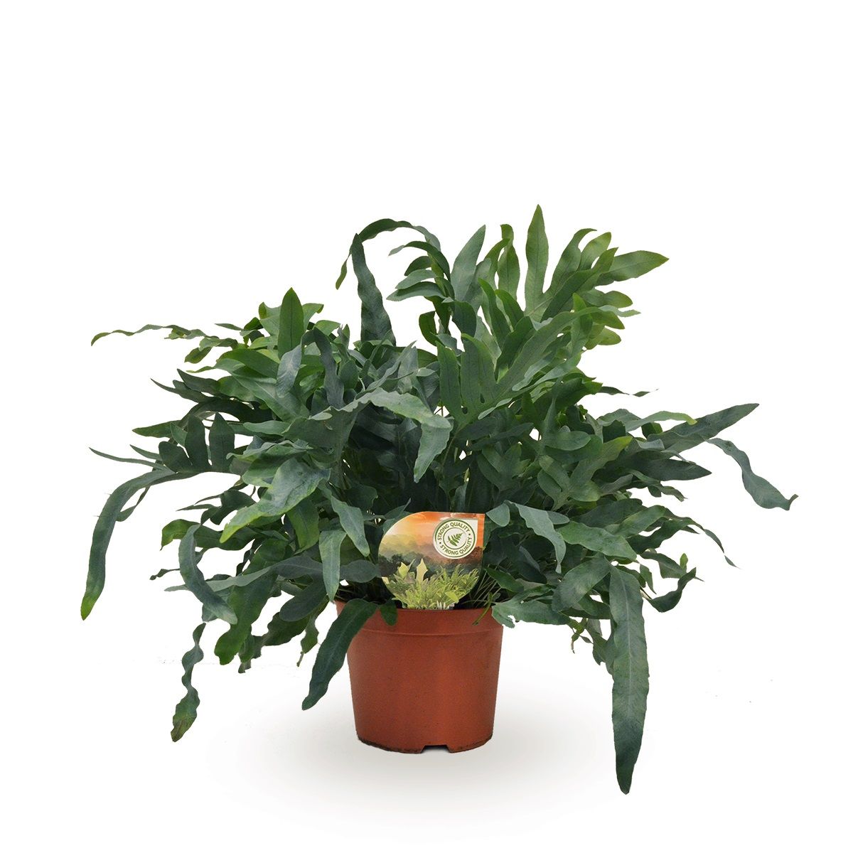 Phlebodium Blue Star, D 19