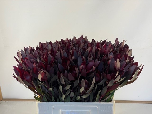 Леукадендрон Сафари Сансет 60 (красн.), шт.