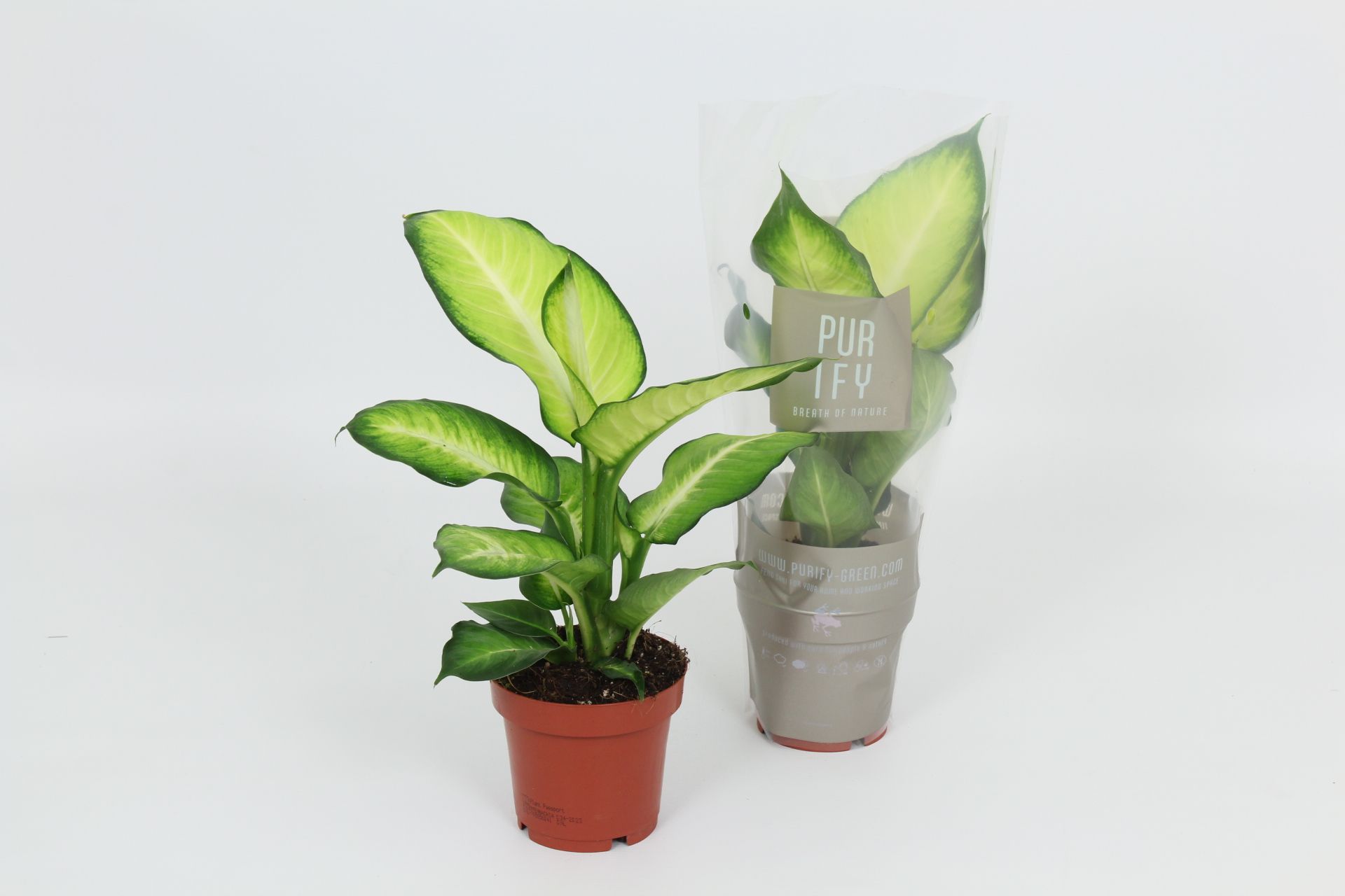 Purify Dieffenbachia Summer Style 12 cm, D 12