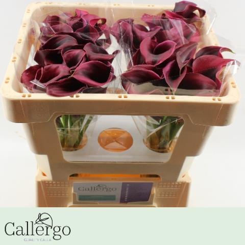 Калла Рудольф 45, шт.