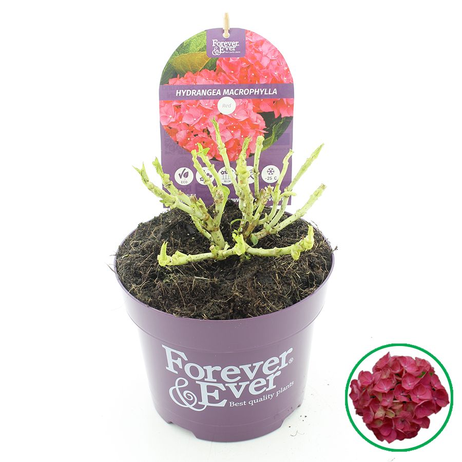 Hydrangea macr. Forever & Ever® Rood C2 (17cm.), D 17