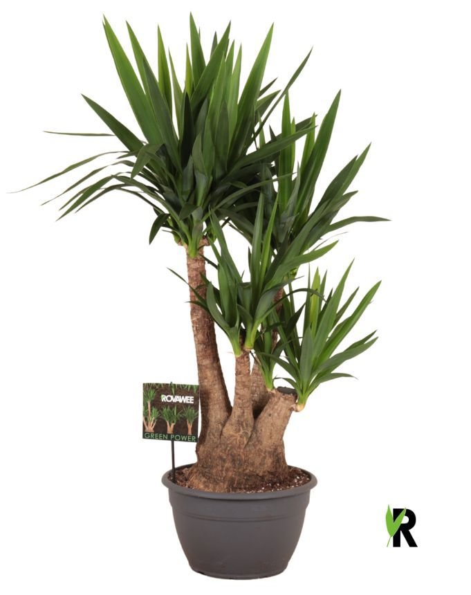 Yucca elephantipes vertakt, D 30