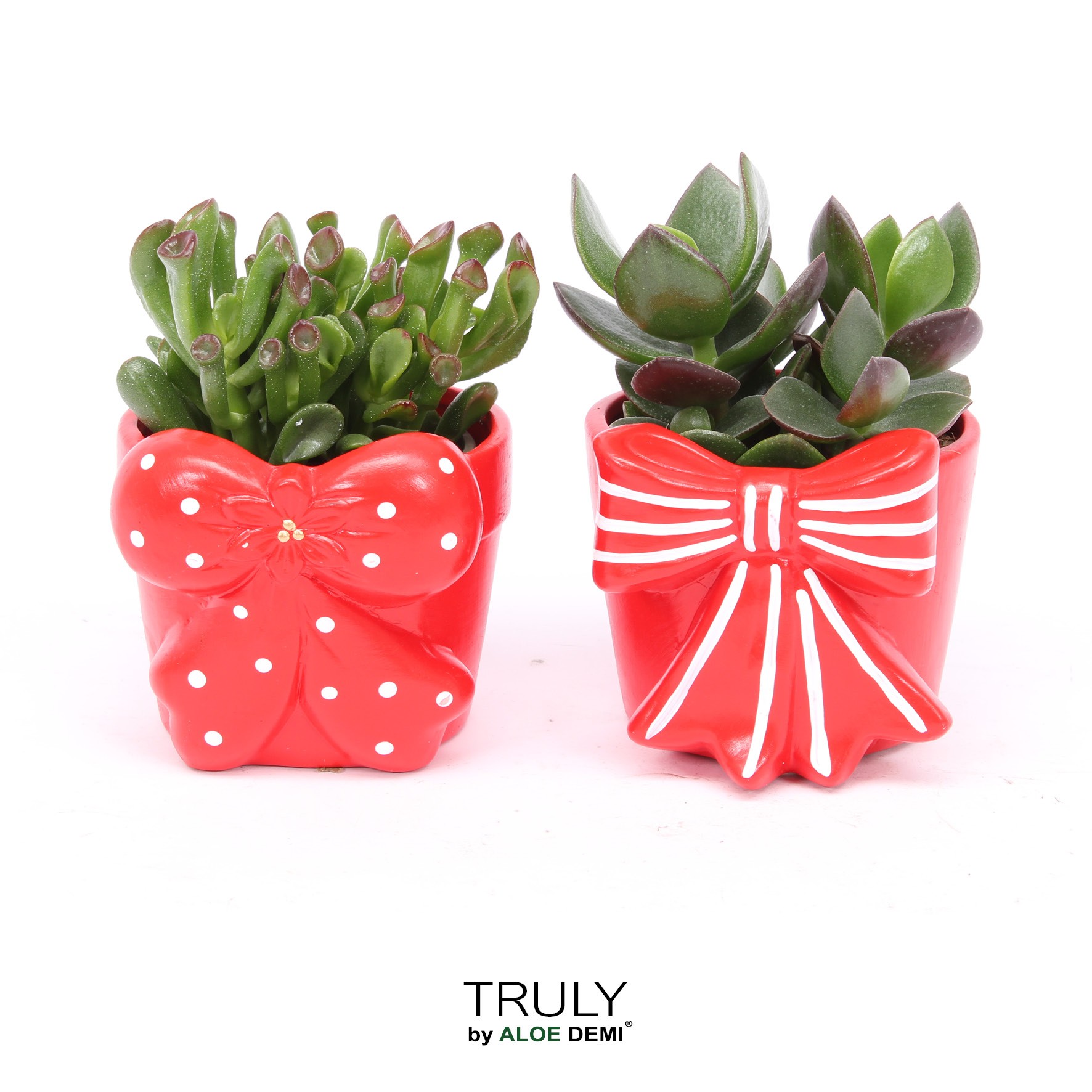 TRULY Crassula, Bow M, D 10 cm TRULY Crassula, Bow M, D 10 cm