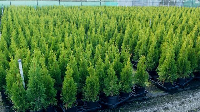 Thuja occ. 'Smaragd', D 19
