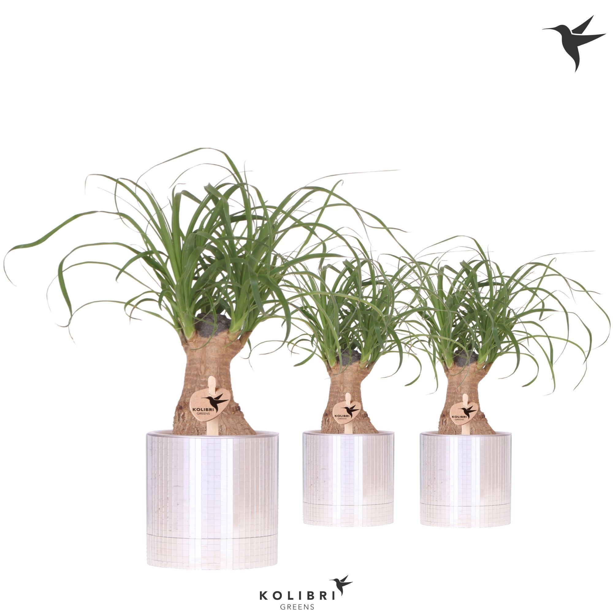 Kolibri Greens Beaucarnea in Disco pot, D 9