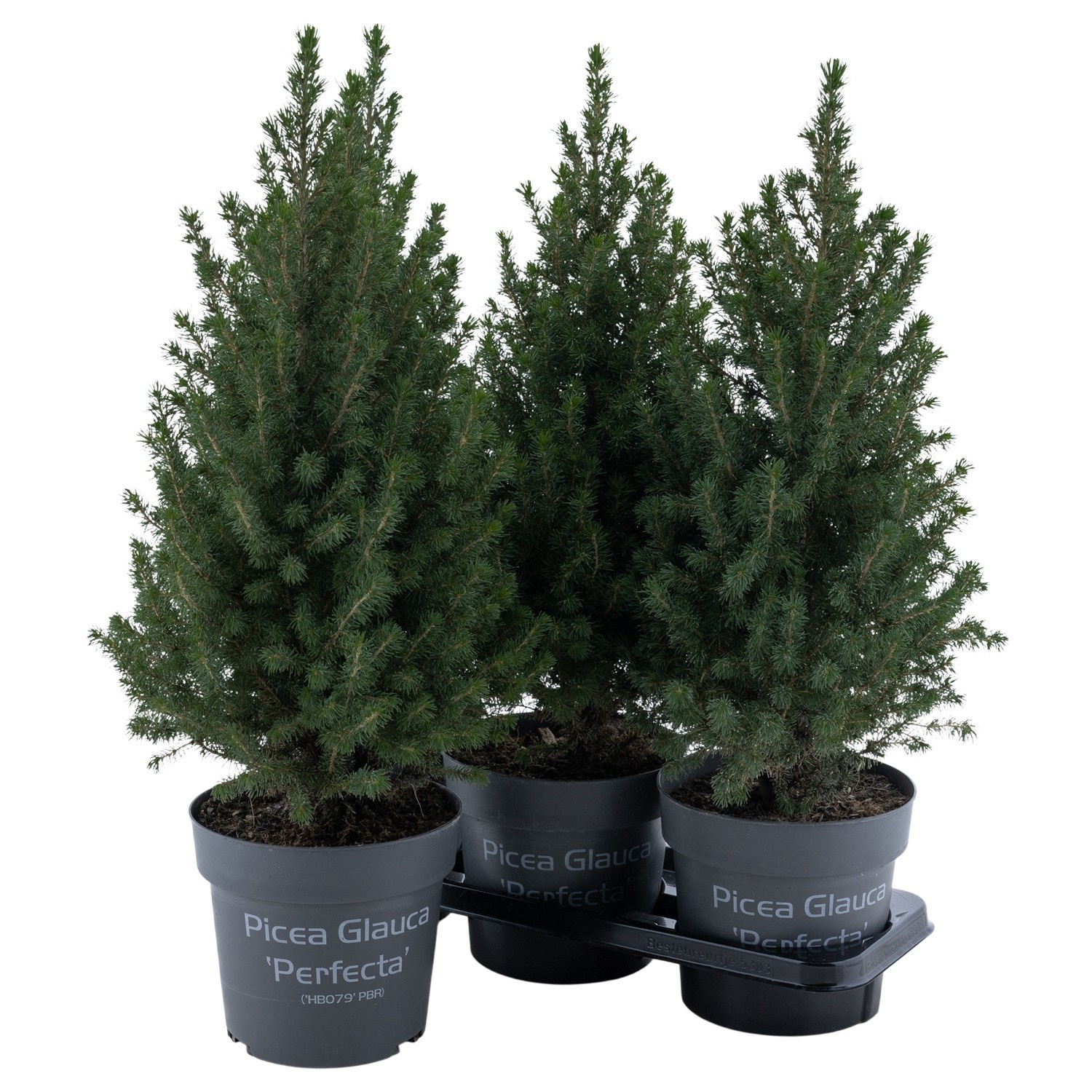 PTK266 Conica Perfecta, D 19