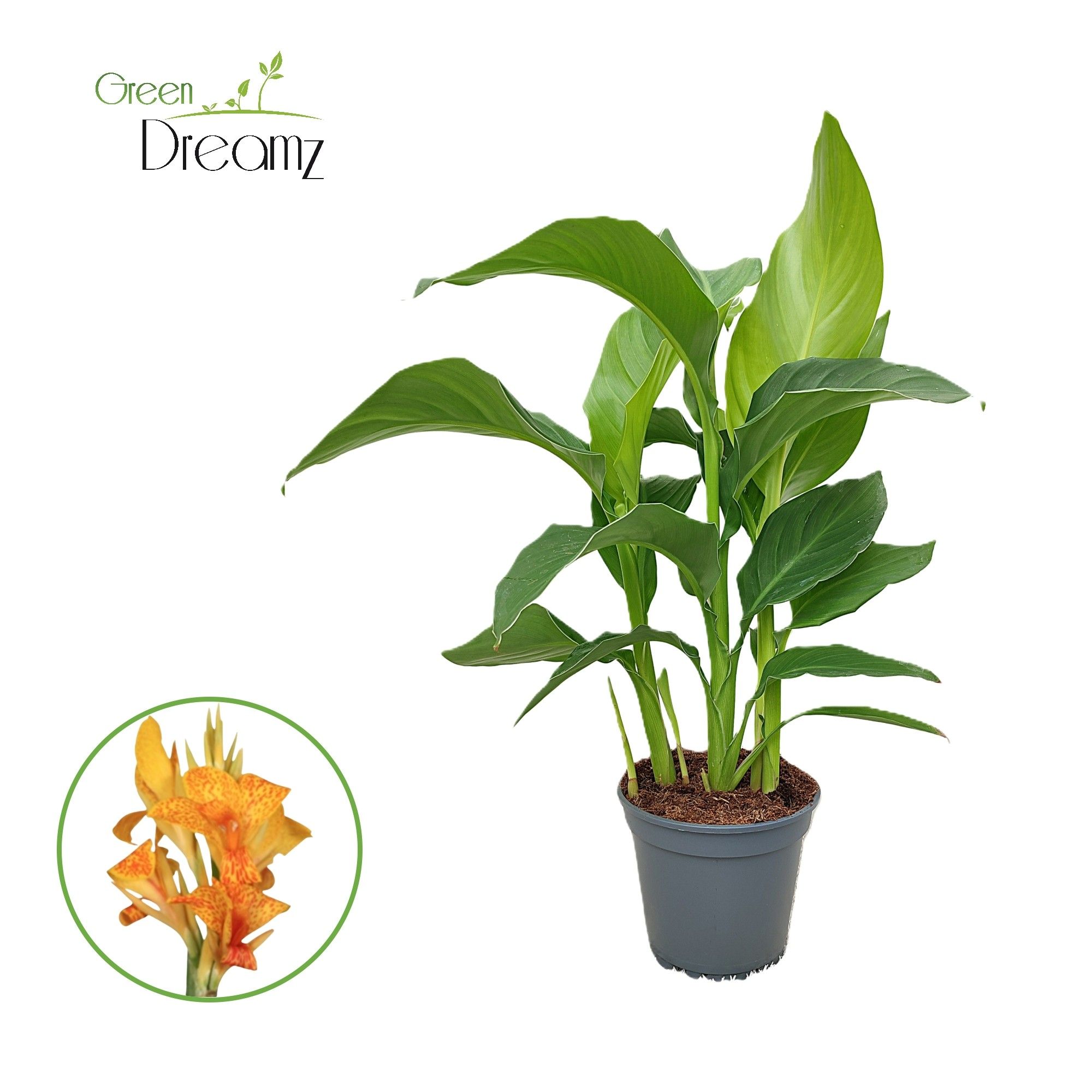 Canna Tenerife Zonder Bloem, D 17