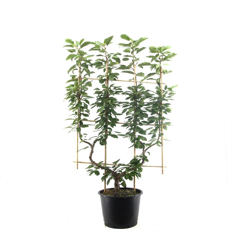 Prunus avium Van dub. U Donker rode zoete kers, D 45 cm